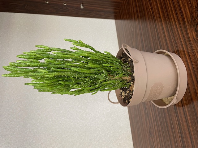 思っていたのと違う・・・ 三次トーヨー住器のブログ 写真1