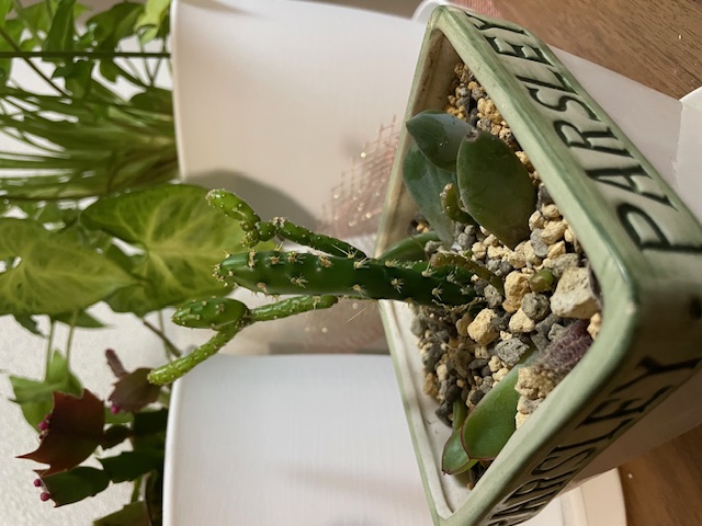 思っていたのと違う・・・ 三次トーヨー住器のブログ 写真3