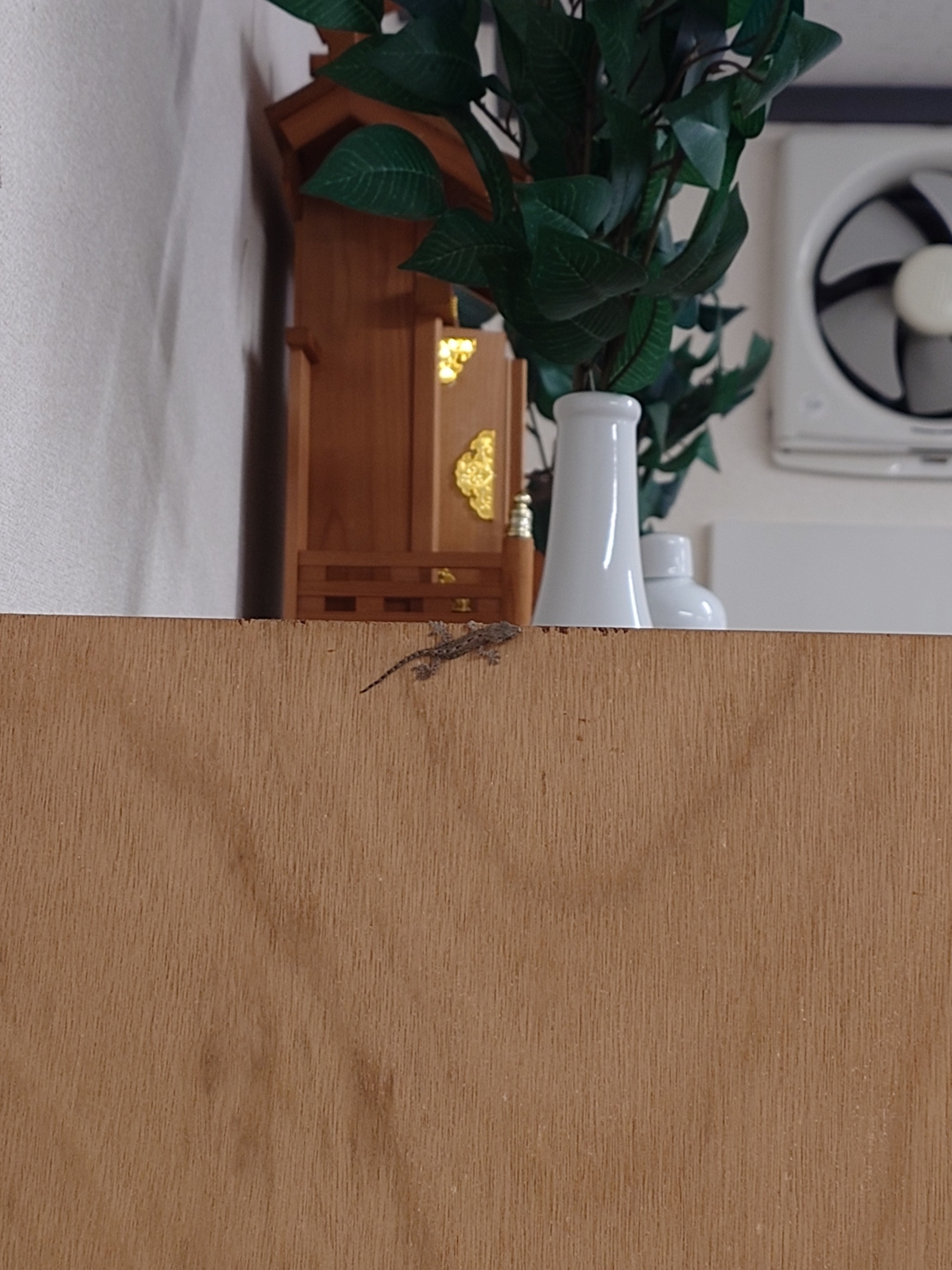 かわいいお客様です 三次トーヨー住器のブログ 写真1