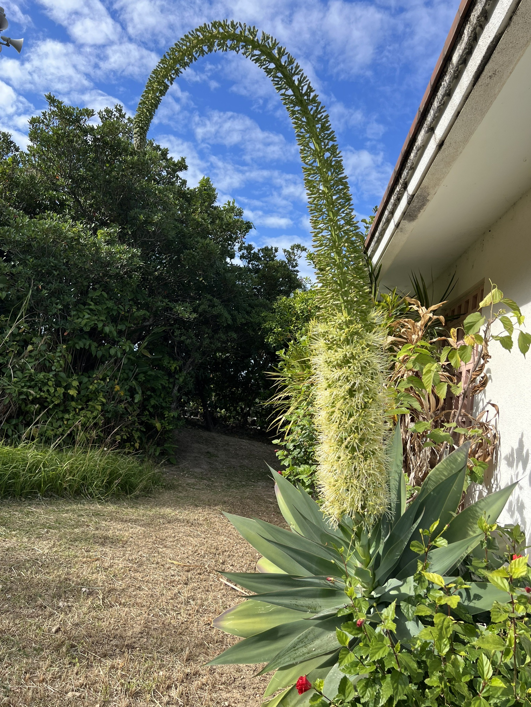 数十年に一度開花𖤣𖥧 トーヨー建材のブログ 写真4