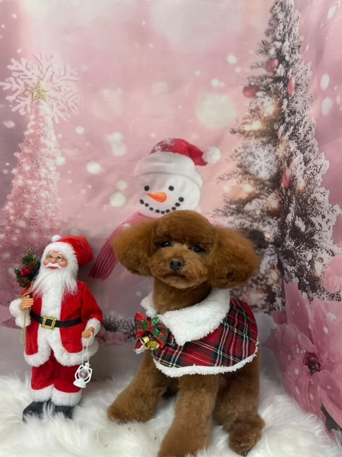 メリークリスマス 長崎サッシ工業のブログ 写真1