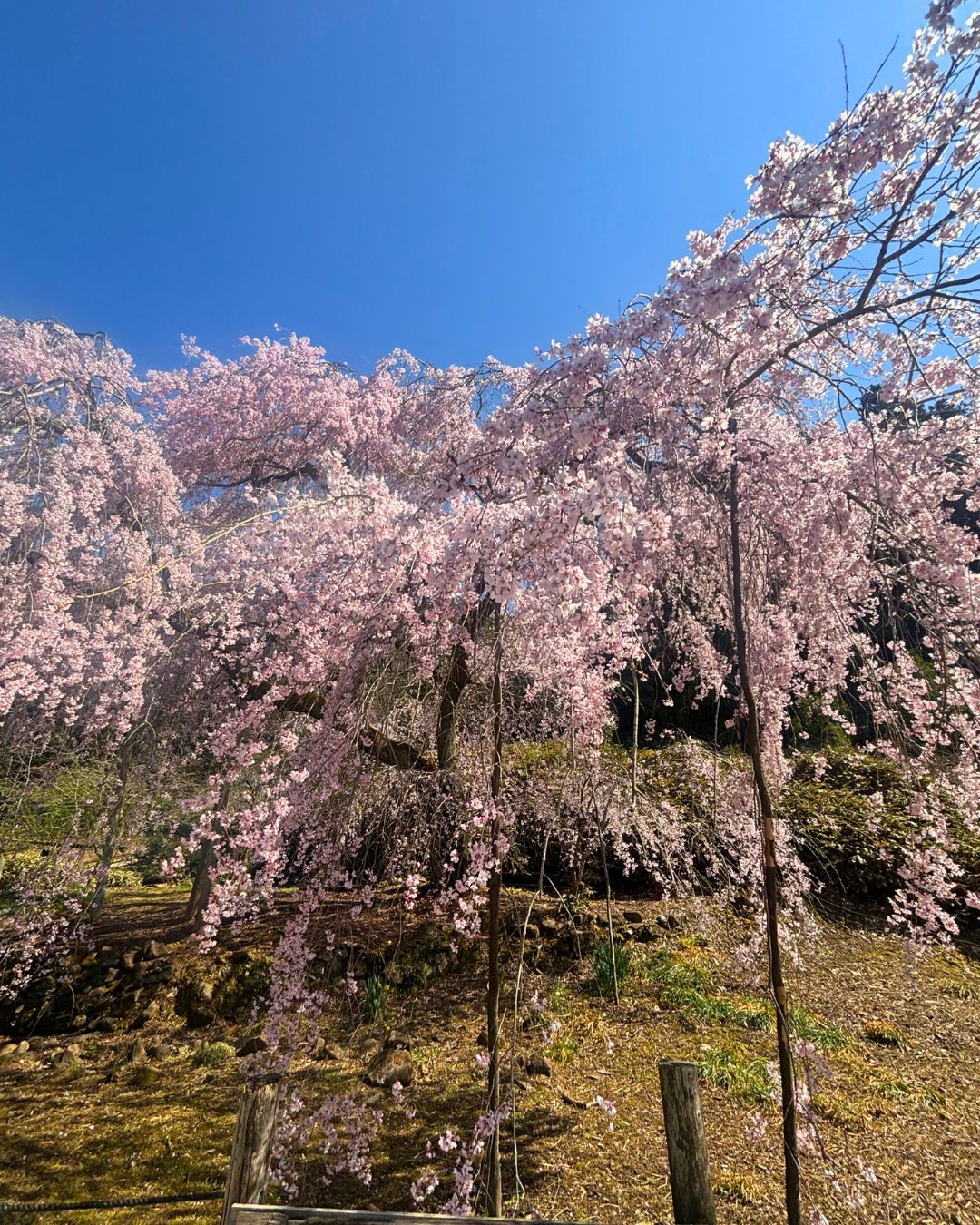 波佐見町　田ノ頭　枝垂れ桜 長崎サッシ工業のブログ 写真1
