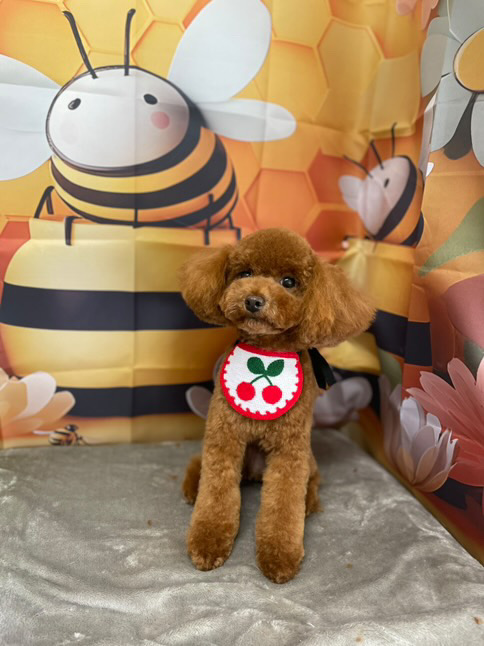「ペットドア」で自分でお部屋を行ったり来たり 長崎サッシ工業のブログ 写真3