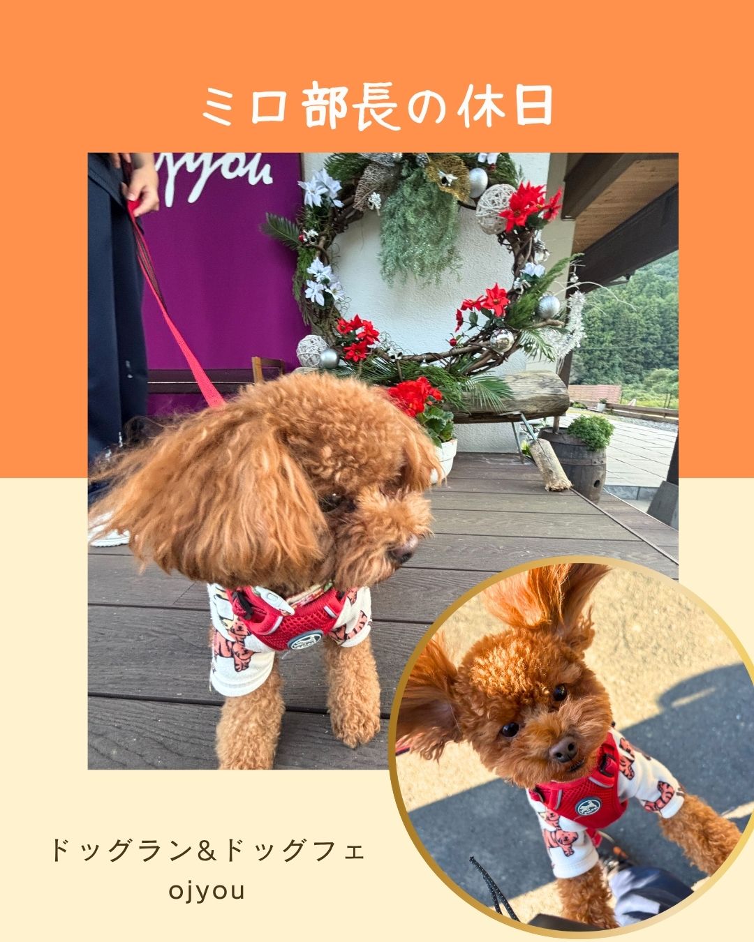 ミロ部長の休日 波佐見ドッグラン&ドッグカフェ 長崎サッシ工業のブログ 写真1