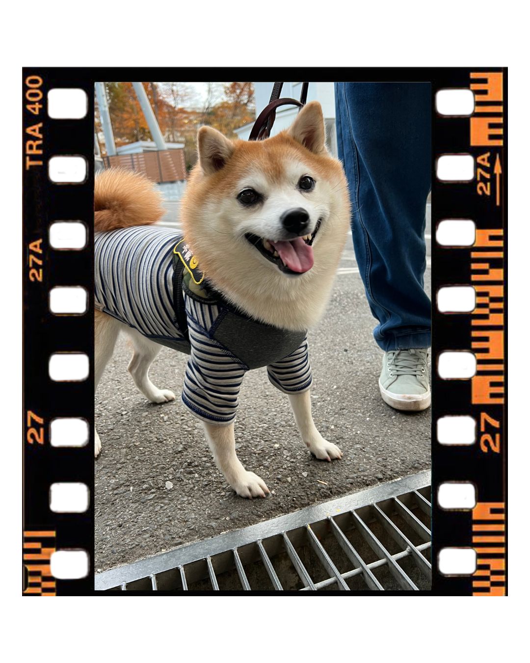 《女子職人の休憩室～vol.5～》青梅にきてはじめてのワン友～平蔵くん～ 田中ガラスのブログ 写真1