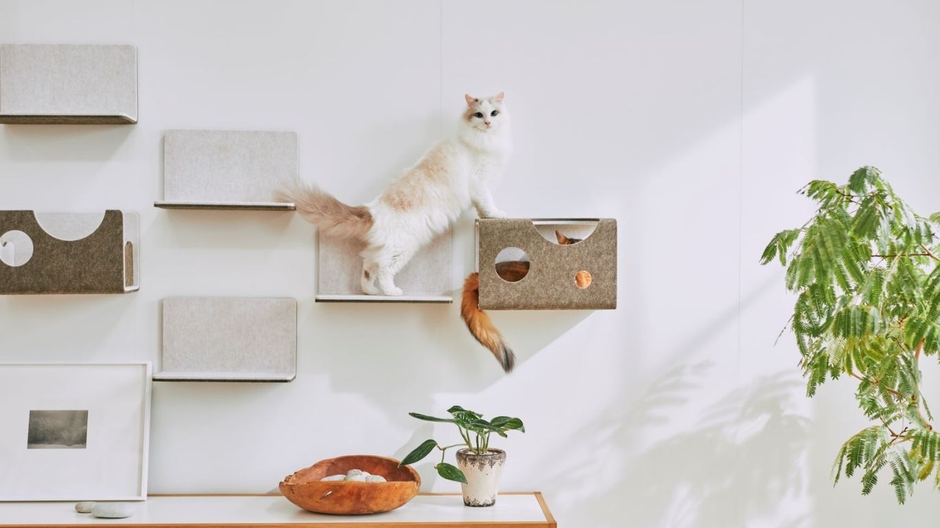 【愛猫家さん集合！！】猫壁（にゃんぺき）のご紹介🐈✨ 高岡建材 天橋立店のブログ 写真2
