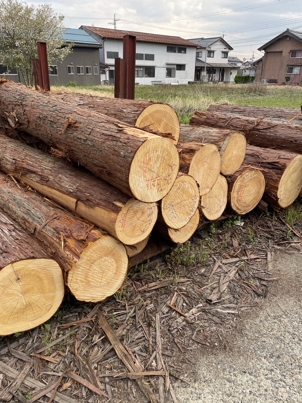丸太ぞくぞく入荷中🌳 高岡建材 天橋立店のブログ 写真1