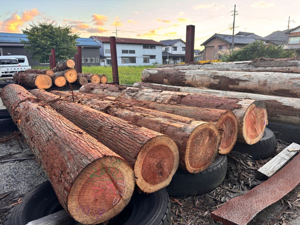 丸太入荷🌳 高岡建材 天橋立店のブログ 写真2