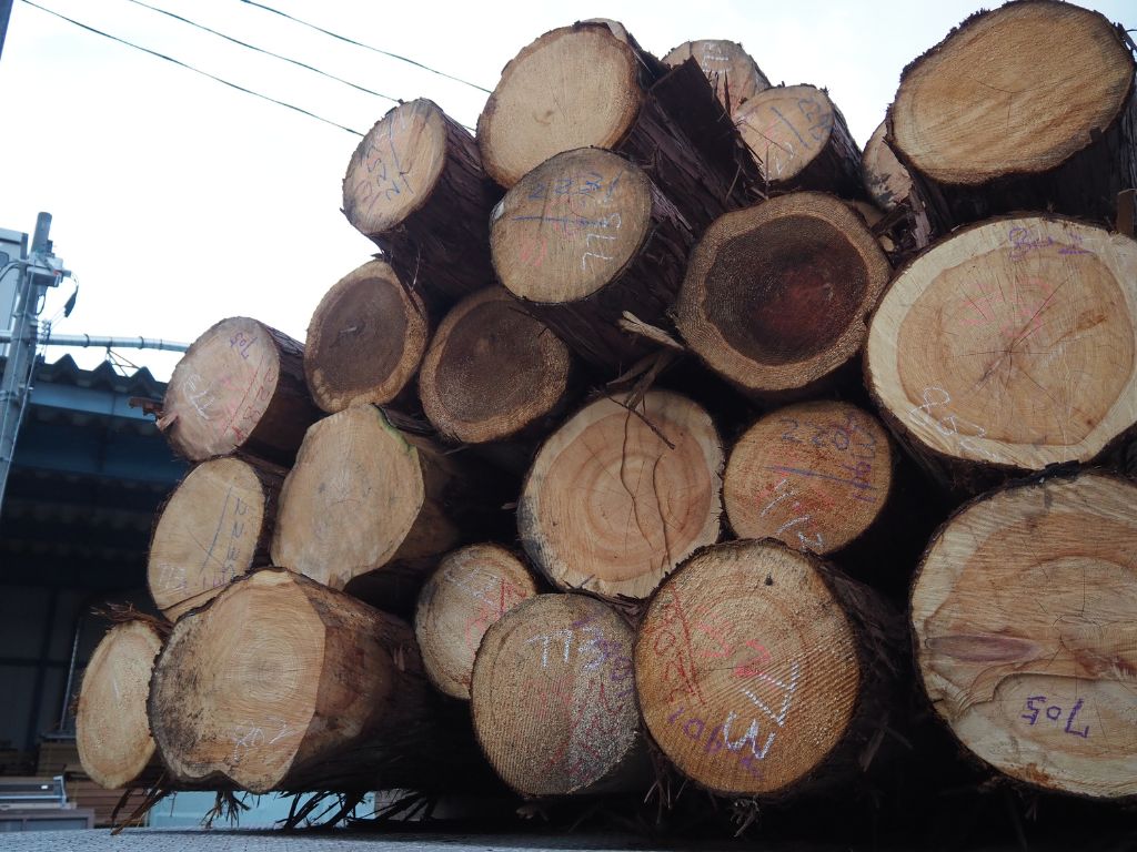 丸太が入荷致しました🌳 高岡建材 天橋立店のブログ 写真2