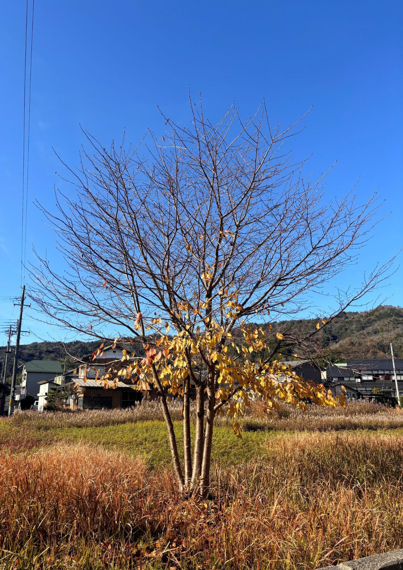 秋の終わり🍂 高岡建材 天橋立店のブログ 写真2