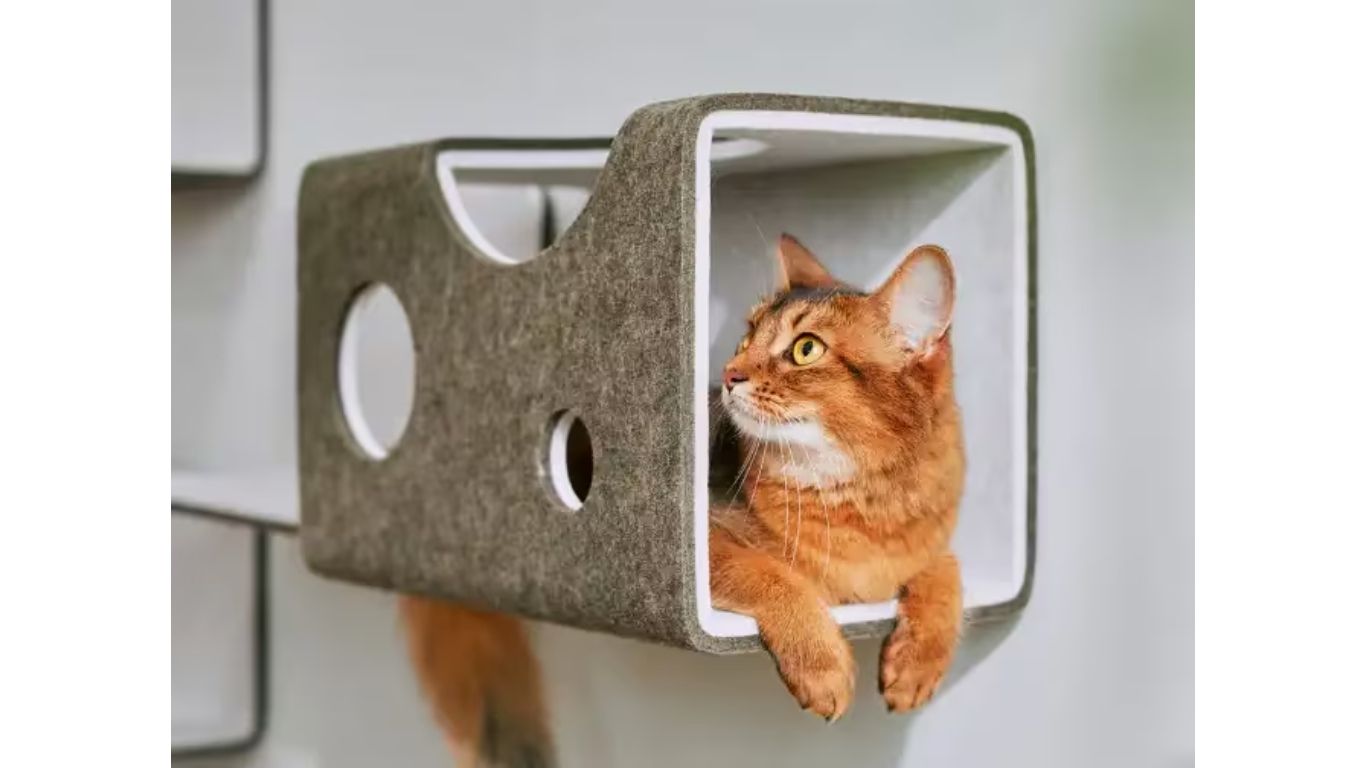 【愛猫家さん集合！！】猫壁（にゃんぺき）のご紹介🐈✨ 高岡建材 天橋立店のブログ 写真3