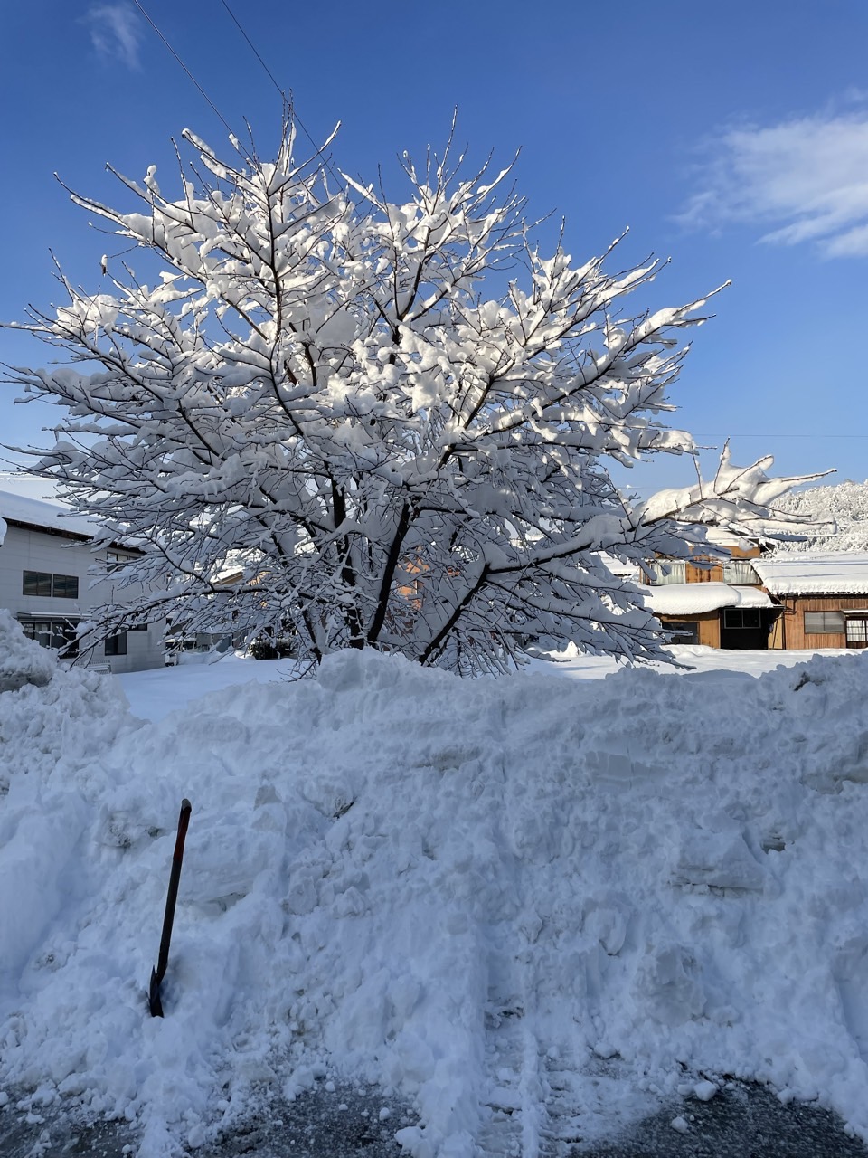 久々の積雪☃ 高岡建材 天橋立店のブログ 写真4