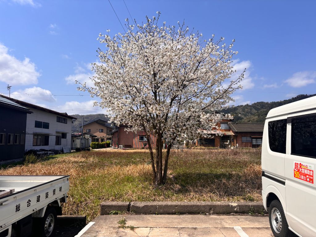 🌸桜満開🌸 高岡建材 天橋立店のブログ 写真1