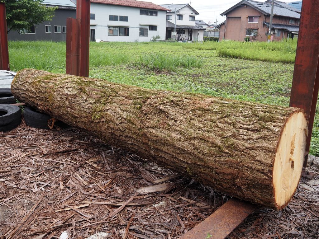 ぎんなんの木が入荷致しました🌳✨ 高岡建材 天橋立店のブログ 写真2