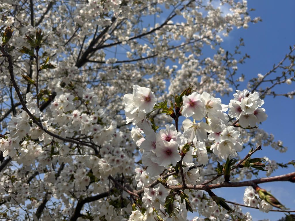 🌸桜満開🌸 高岡建材 天橋立店のブログ 写真2