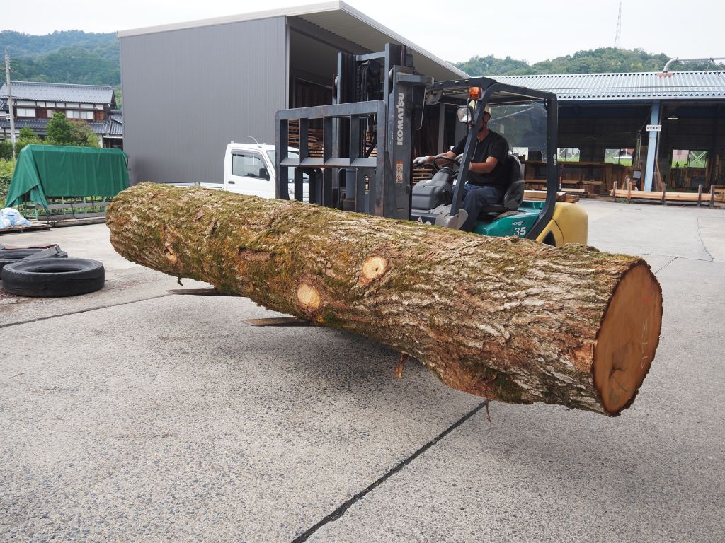 ぎんなんの木が入荷致しました🌳✨ 高岡建材 天橋立店のブログ 写真1