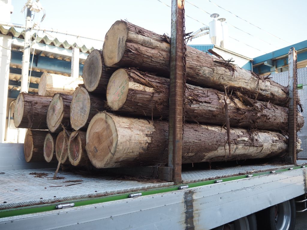 丸太入荷🌳 高岡建材 天橋立店のブログ 写真1