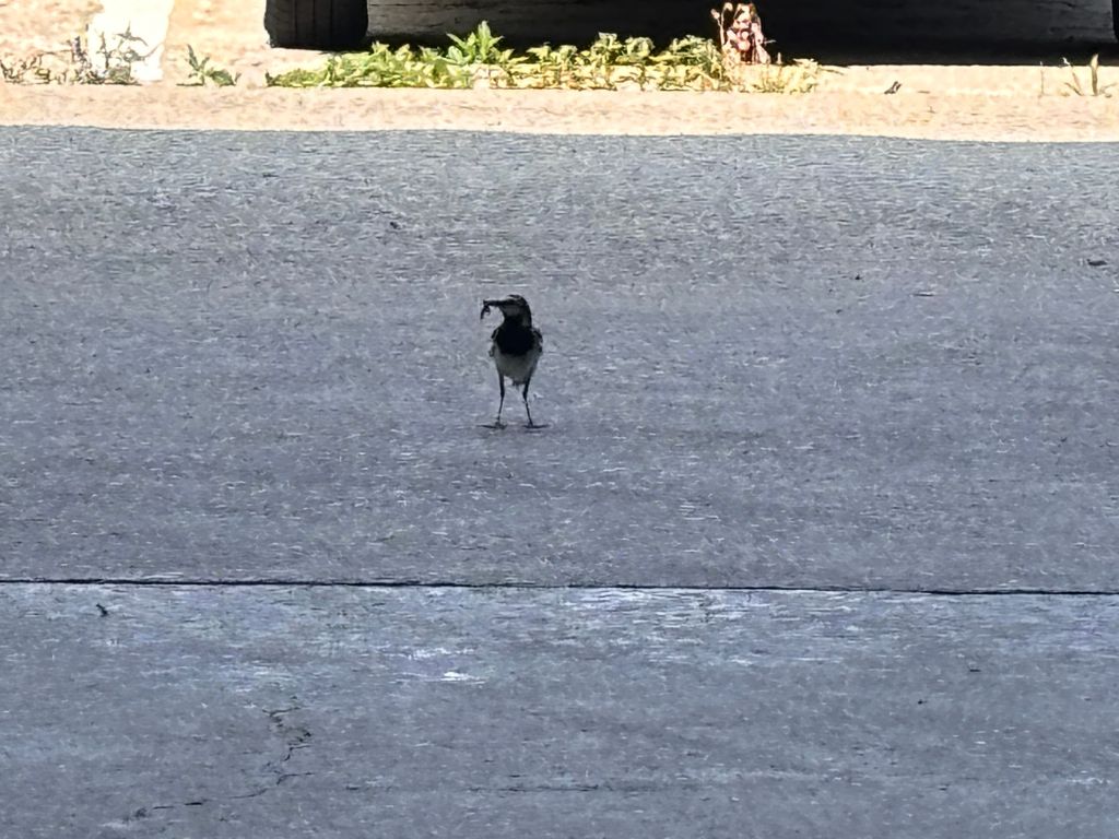 弊社倉庫にて鳥が絶賛子育て中...!! 高岡建材 天橋立店のブログ 写真2