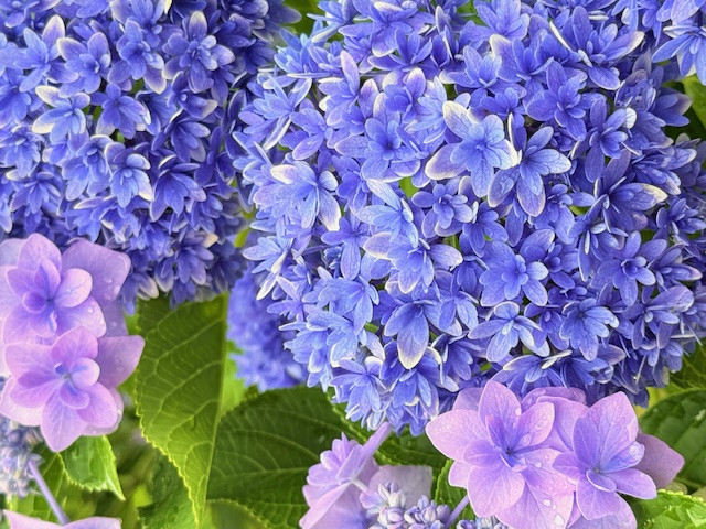 あじさい綺麗でした✨ ヒーブ中山のブログ 写真1