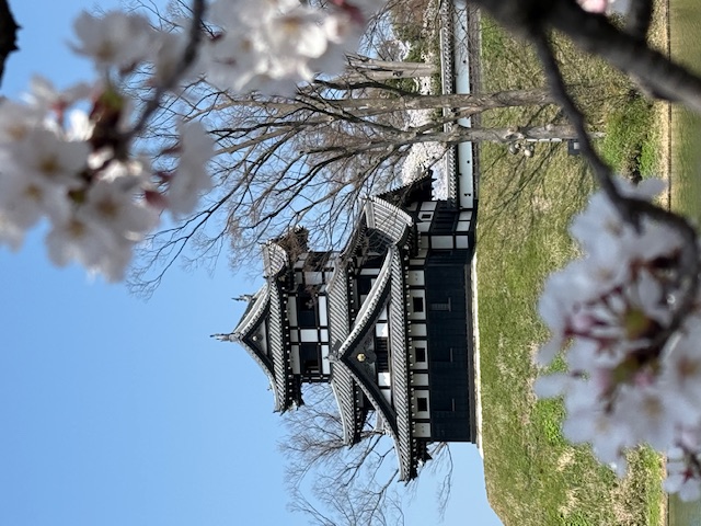 桜 ヒーブ中山のブログ 写真1