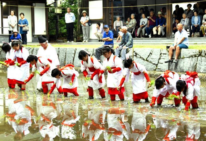 大山祇神社御田植祭⛩ 吉村硝子のブログ 写真1