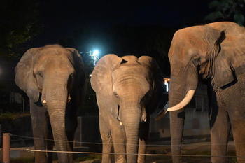 とべ動物園「夜の動物園」2025 吉村硝子のブログ 写真2