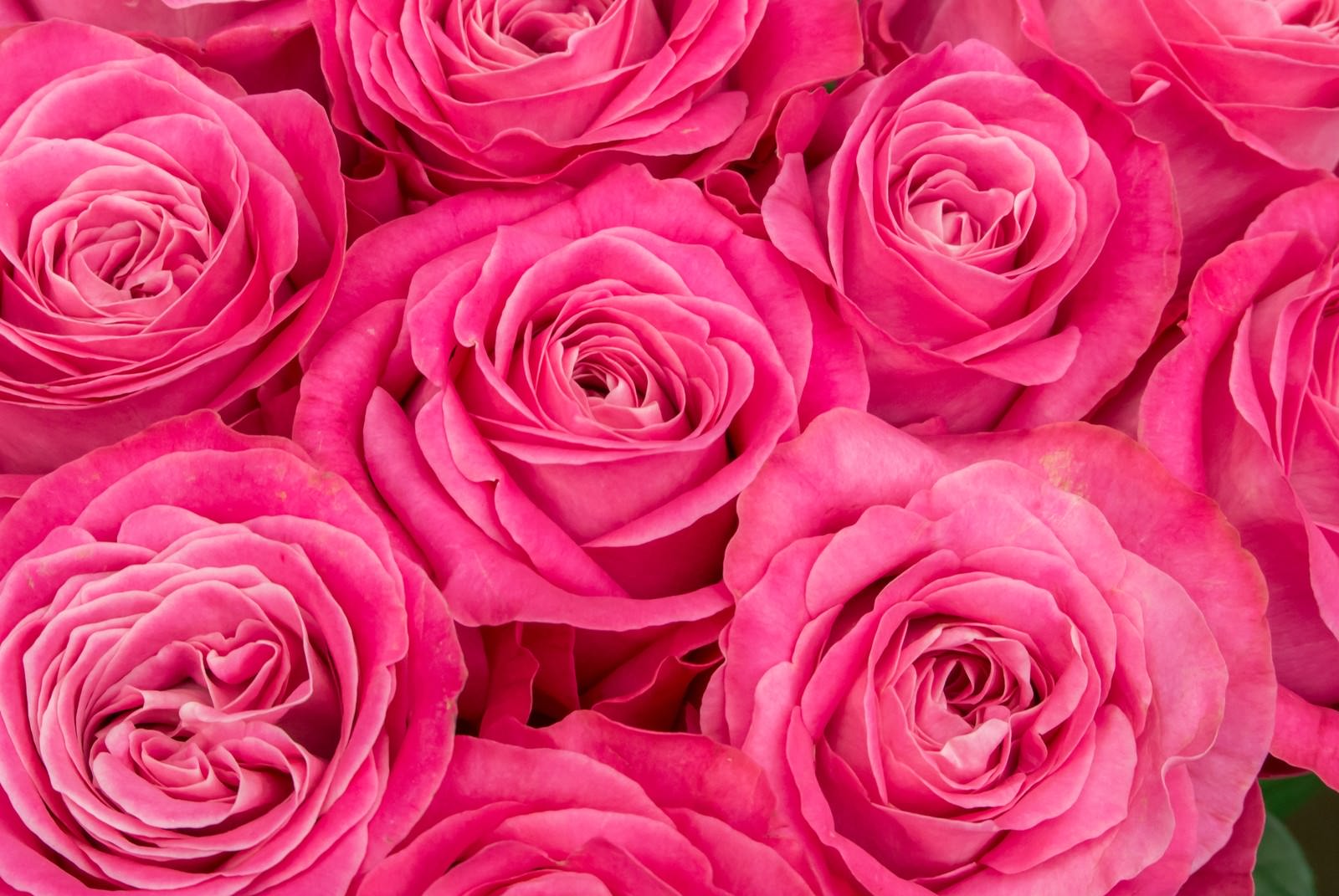 恋愛に効く薔薇の花言葉🌹 吉村硝子のブログ 写真2