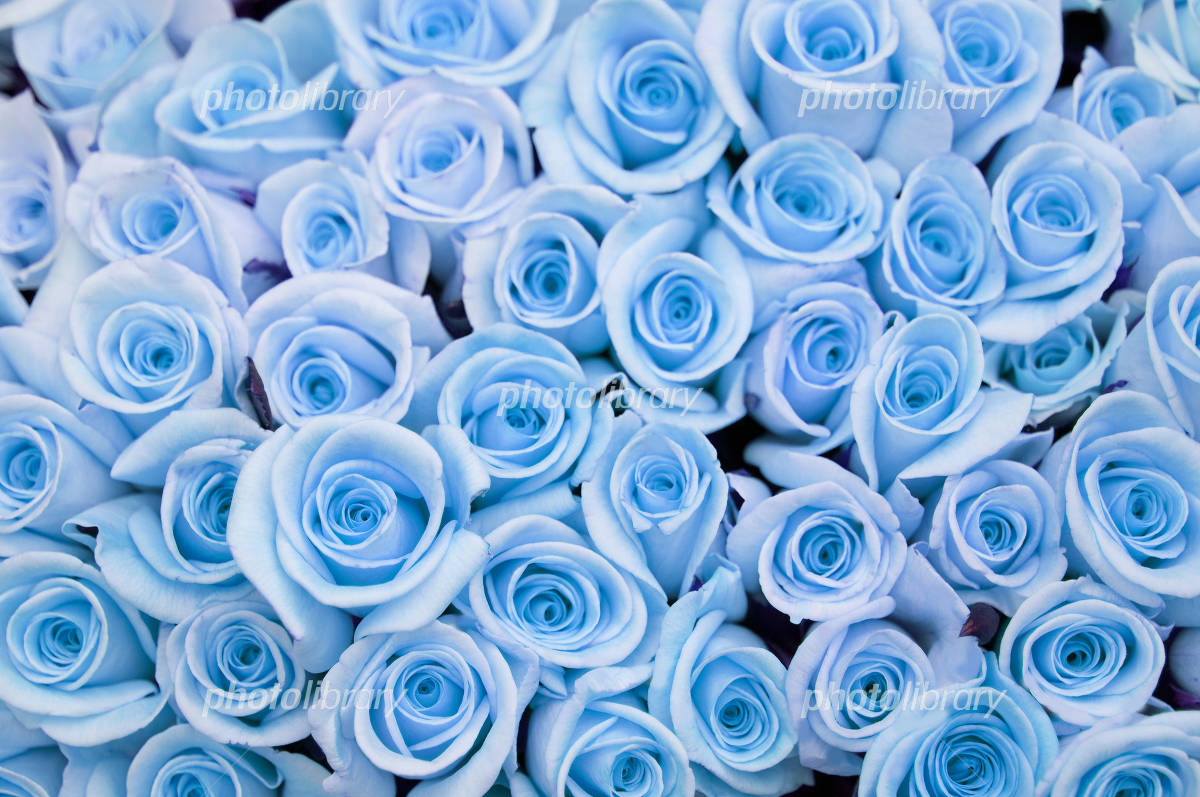 恋愛に効く薔薇の花言葉🌹 吉村硝子のブログ 写真5