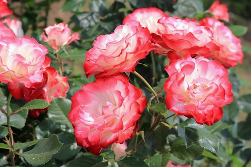 愛を伝える4つのバラ🌹 吉村硝子のブログ 写真4