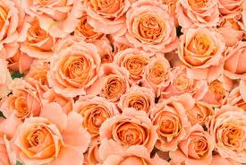 恋愛に効く薔薇の花言葉🌹 吉村硝子のブログ 写真4