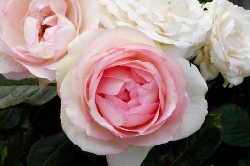 愛を伝える4つのバラ🌹 吉村硝子のブログ 写真1