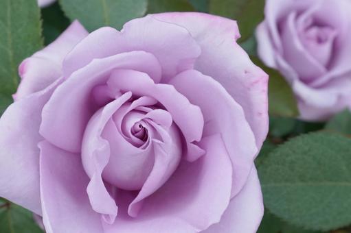 愛を伝える4つのバラ🌹 吉村硝子のブログ 写真2