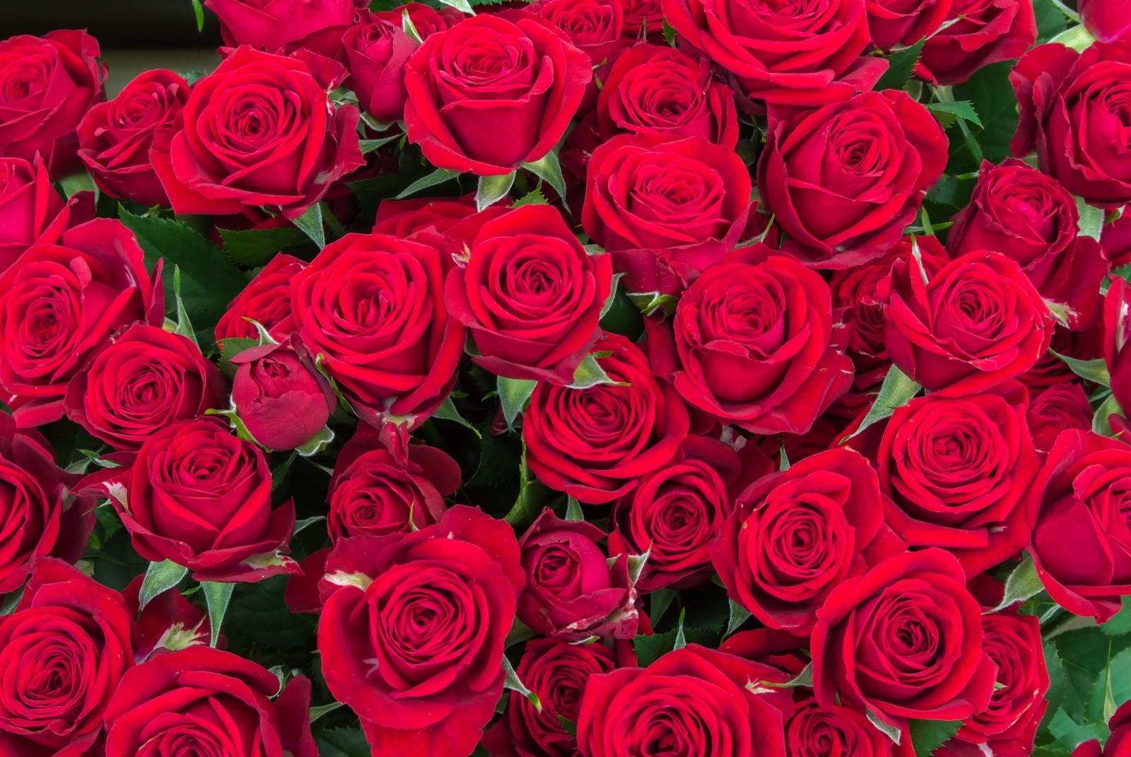 恋愛に効く薔薇の花言葉🌹 吉村硝子のブログ 写真1