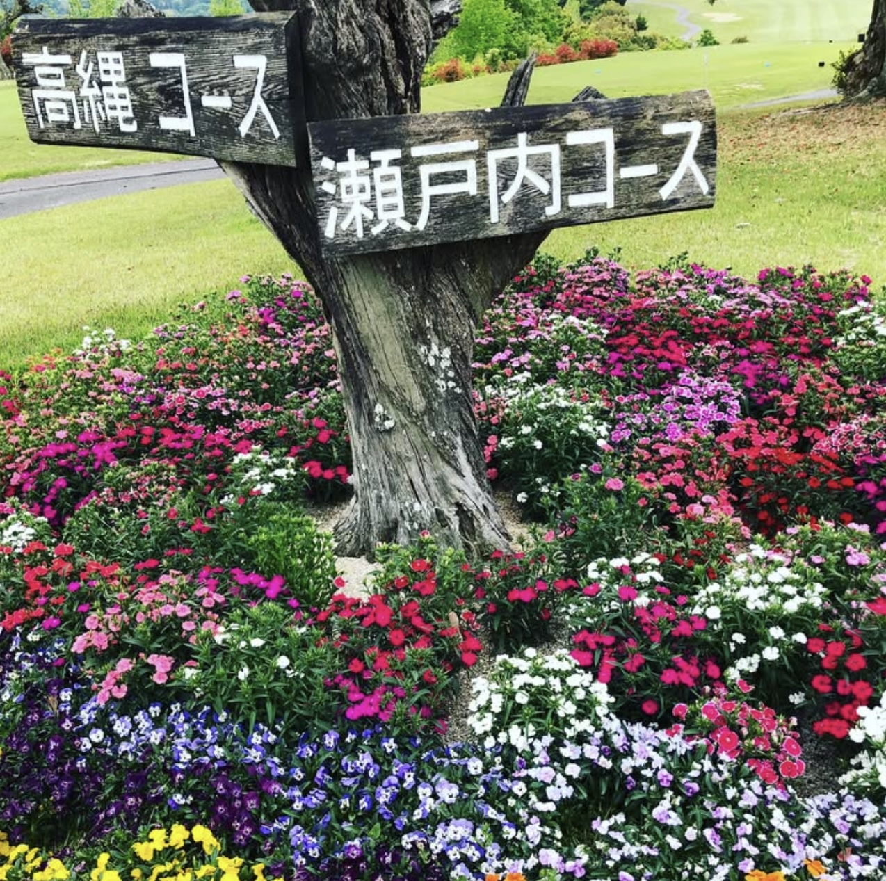サンセットヒルズカントリークラブ⛳ 吉村硝子のブログ 写真3