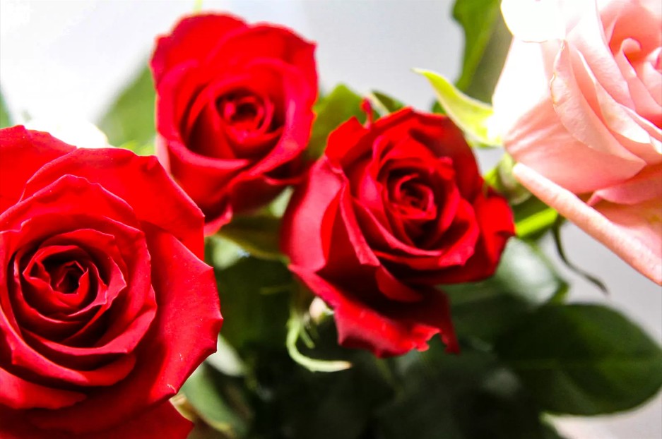 バラの本数と色の意味🌹 吉村硝子のブログ 写真2