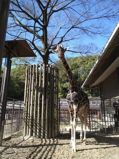 とべ動物園写生大会🐧 吉村硝子のブログ 写真4