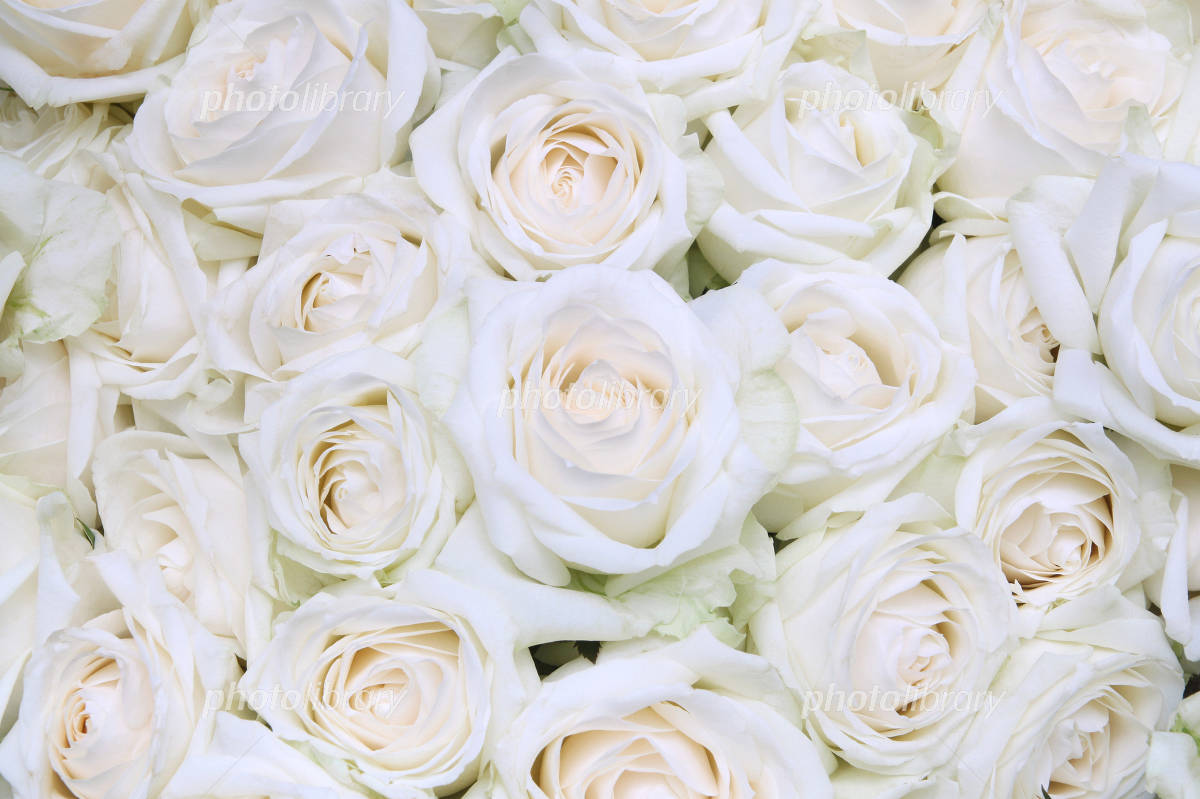 恋愛に効く薔薇の花言葉🌹 吉村硝子のブログ 写真3