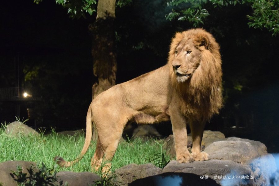 とべ動物園「夜の動物園」2025 吉村硝子のブログ 写真1