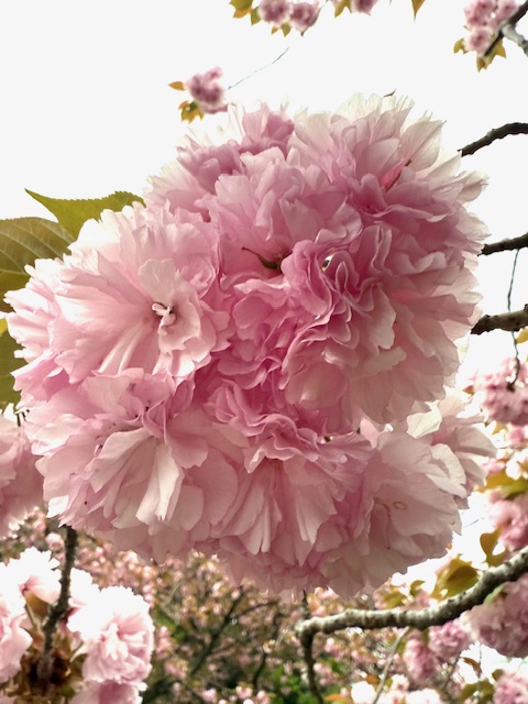 彩り豊かな公園です ^^) _旦~~ Mado Plus黒澤さんのお店のブログ 写真1