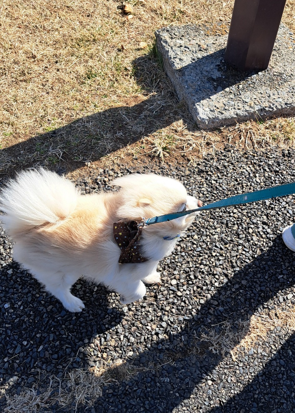 強風の中の散歩 長野板販 松本営業所のブログ 写真1