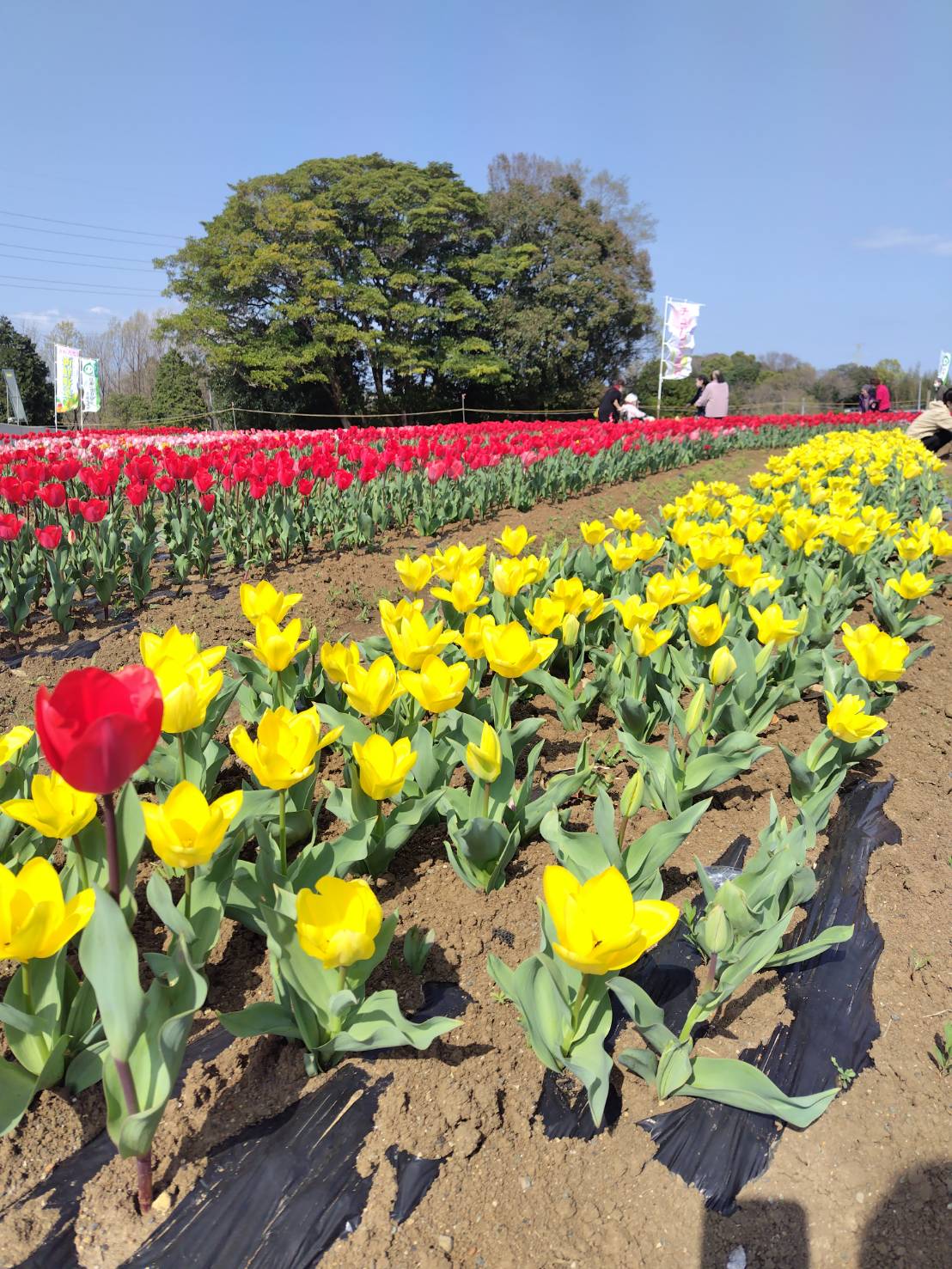 🌷【岡原花公園】チューリップが満開です！🌷 リフォームショップ なかみちのブログ 写真1