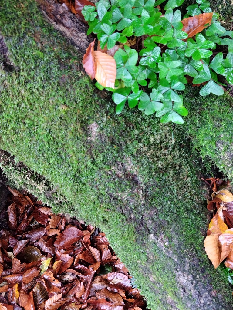 雨の大山登山 TAKAOZAIMOKUのブログ 写真3