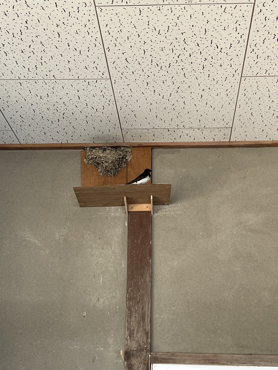 片引戸　取替工事中〜🐤🐸 フジタトーヨー住器のブログ 写真1