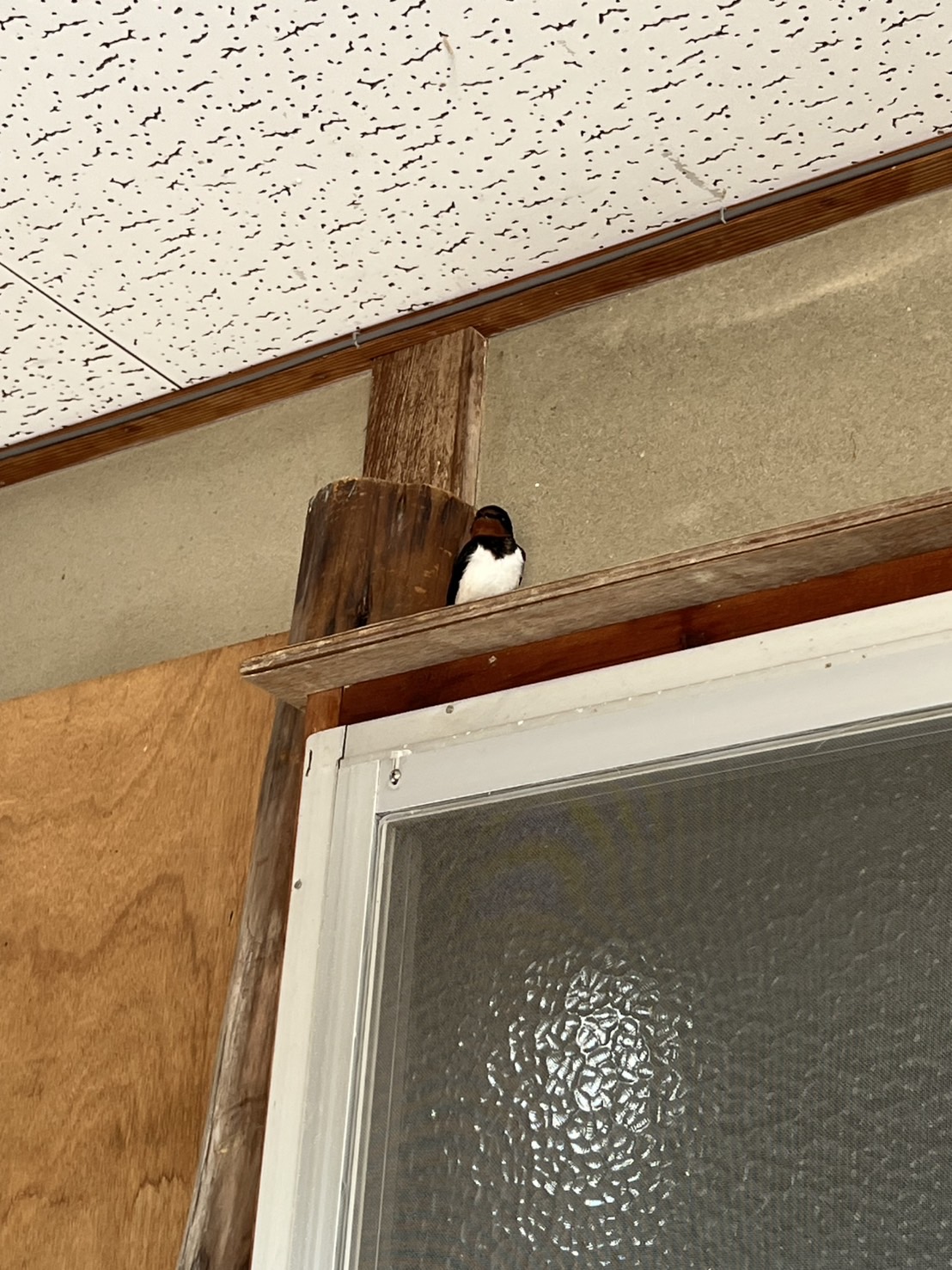 片引戸　取替工事中〜🐤🐸 フジタトーヨー住器のブログ 写真2
