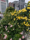 大阪中之島バラ園に行ってみた！ きゅうだいのブログ 写真3