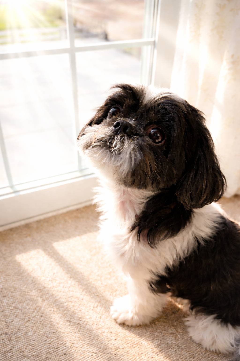 お久しぶりです!野田アルミ建材の看板犬「コタロー」です 野田アルミ建材のブログ 写真1