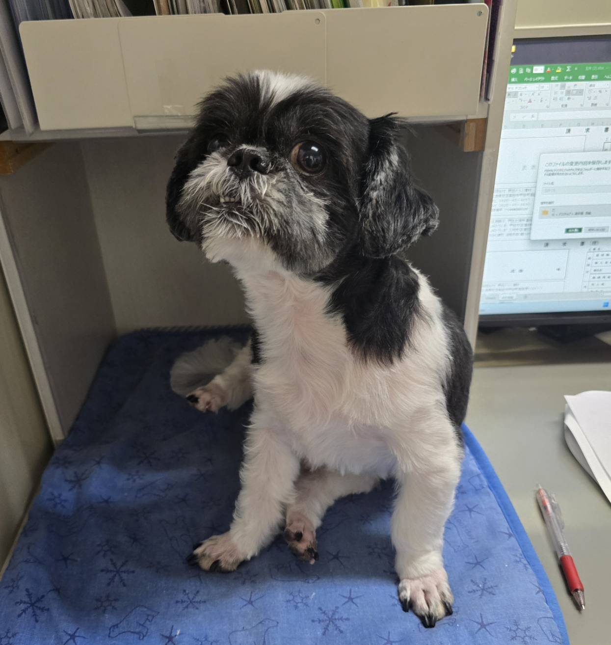はじめまして！野田アルミ建材の看板犬「コタロー」です 野田アルミ建材のブログ 写真1
