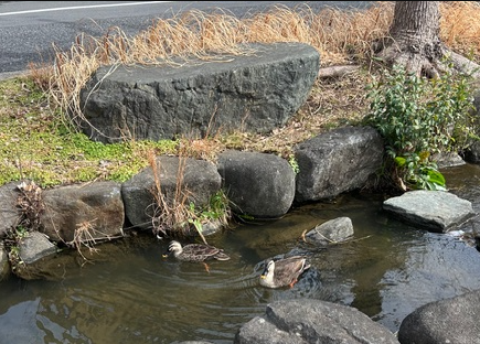 渡り鳥 古川オール 江戸川のブログ 写真1