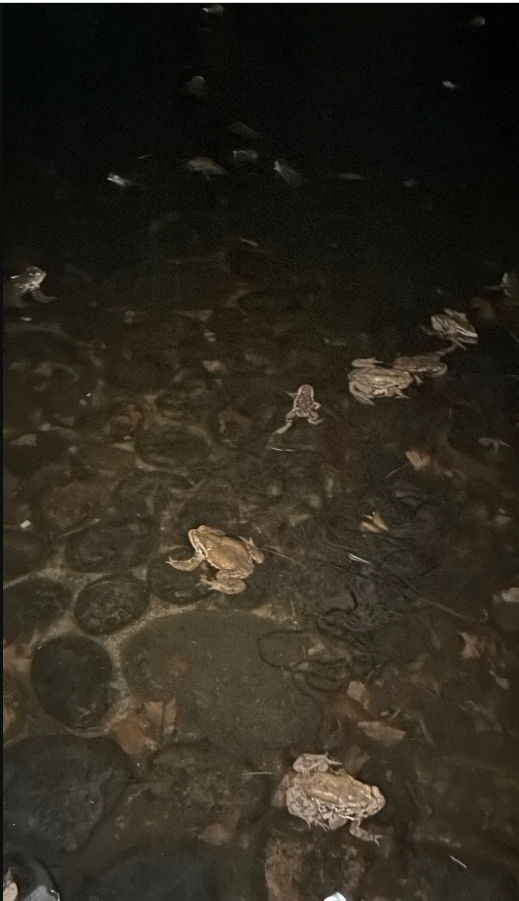 カエルのすごさ 古川オール 江戸川のブログ 写真1