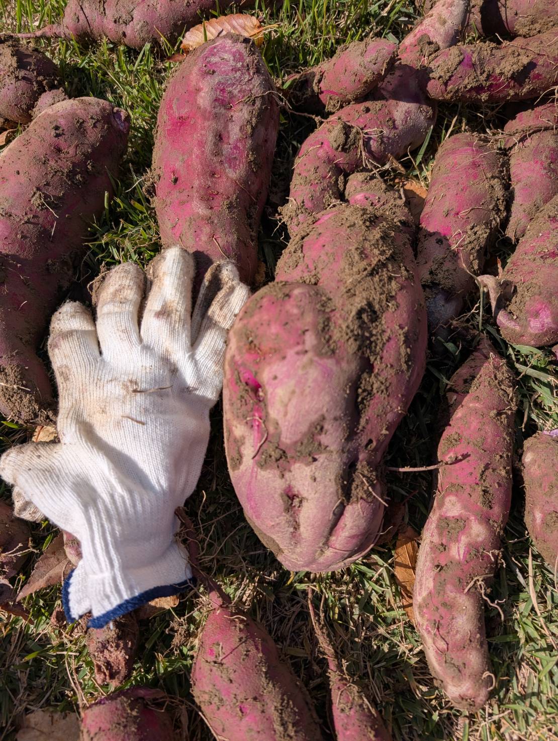 手づくりのさつまいも🍠のおすそ分け!(^^)! 服部興業のブログ 写真1